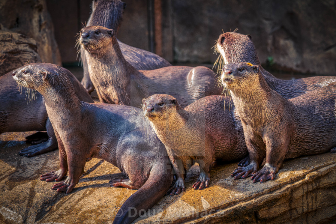 "Otters of Colchester Zoo, UK" stock image