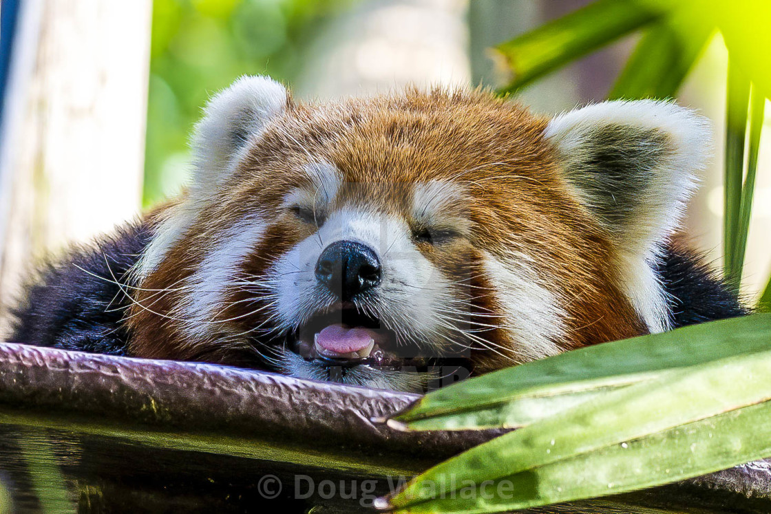 "Red Panda from Colchester Zoo, UK." stock image