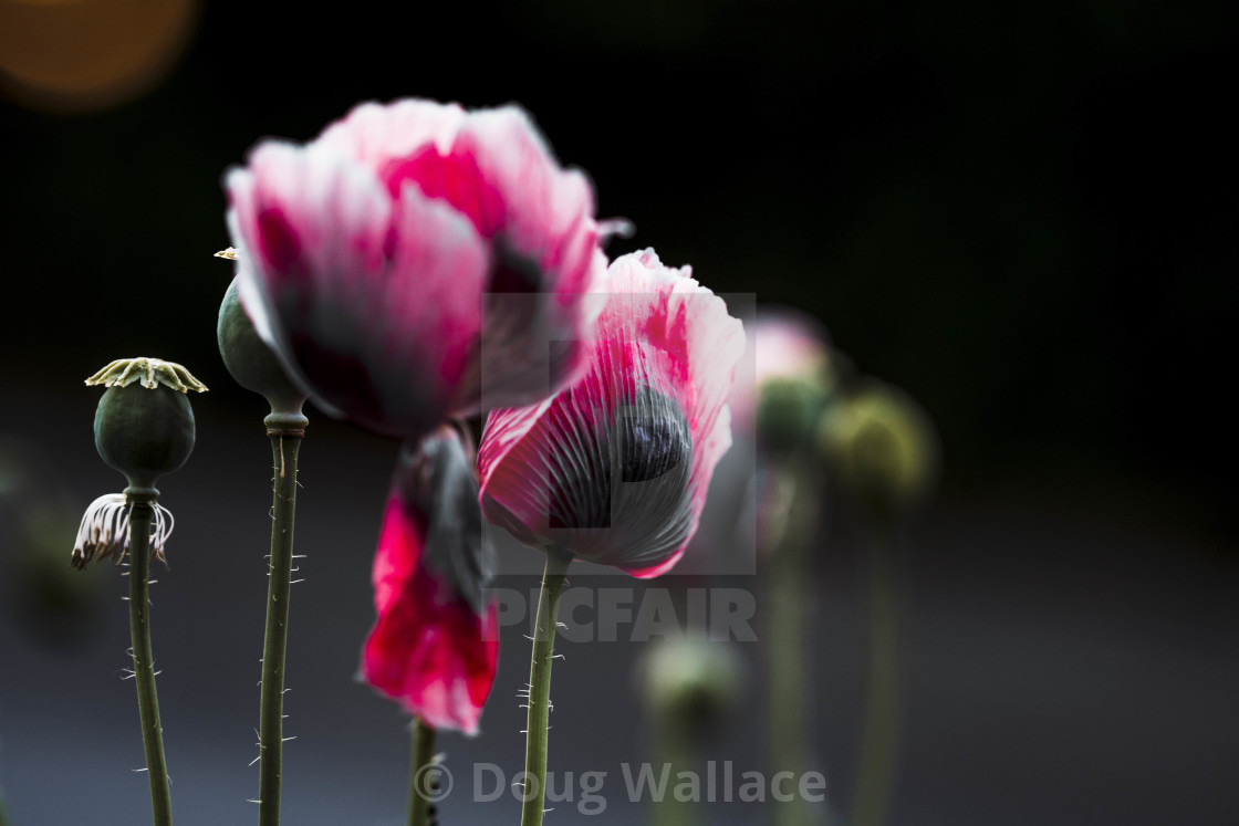 "Poppy's in Bloom, Cambridge UK." stock image