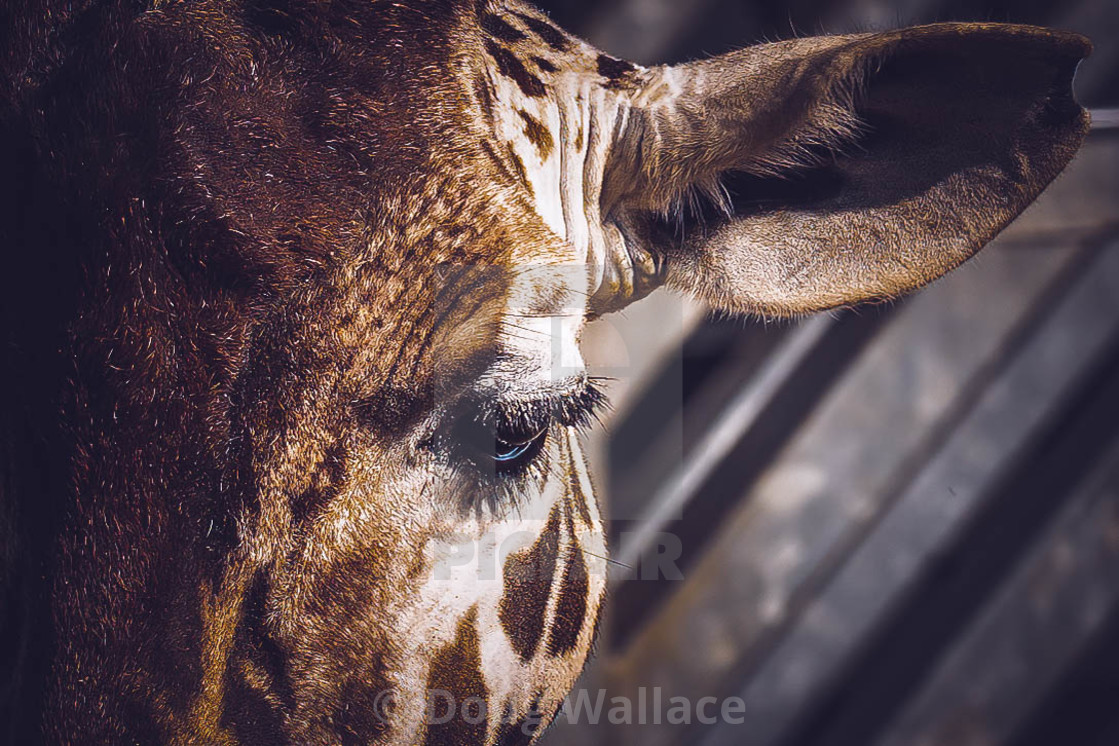 "A Giraffe from Colchester Zoo, UK." stock image