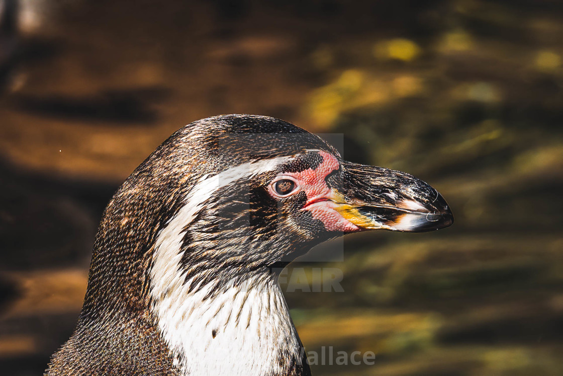 "Penguin from Colchester Zoo, UK." stock image