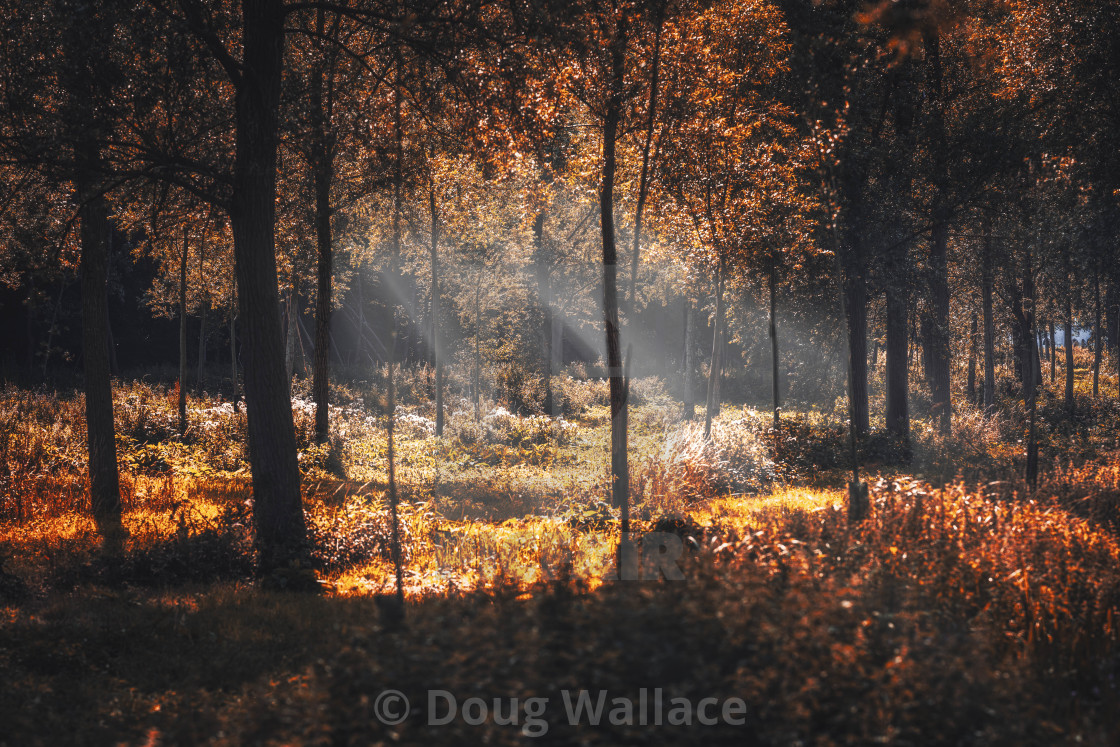 "Woods of Colchester Zoo, UK." stock image