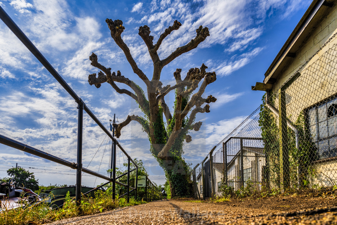 "Tree from the Banks of The River Great Ouse, Ely, Cambridgeshire." stock image