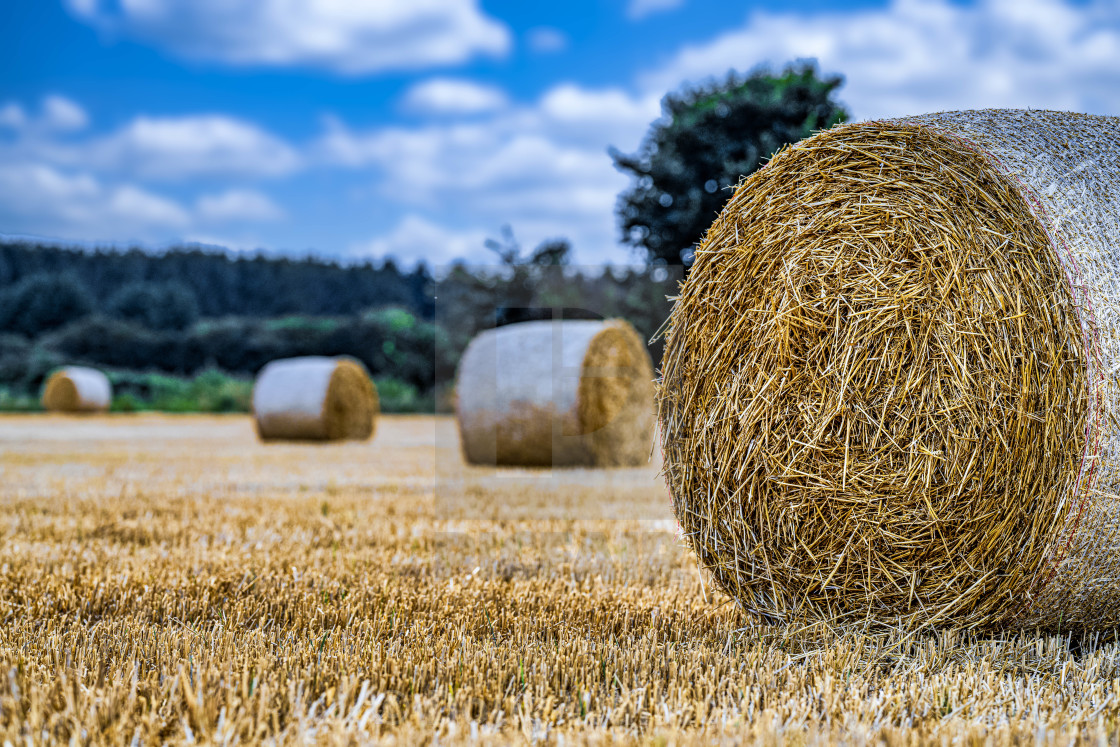 "Hay Bales from Cottenham Corn Field, Cambridge UK." stock image