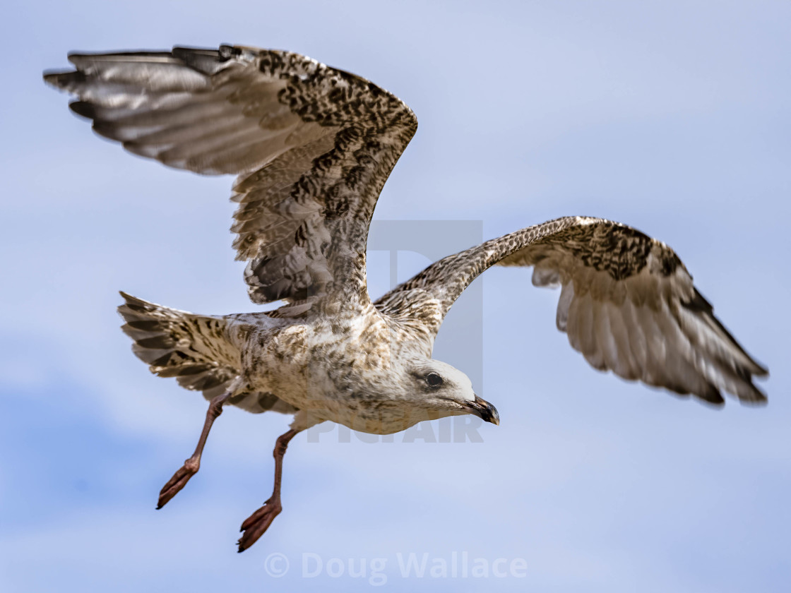 "Seagull from Kingsand, Cornwall UK." stock image