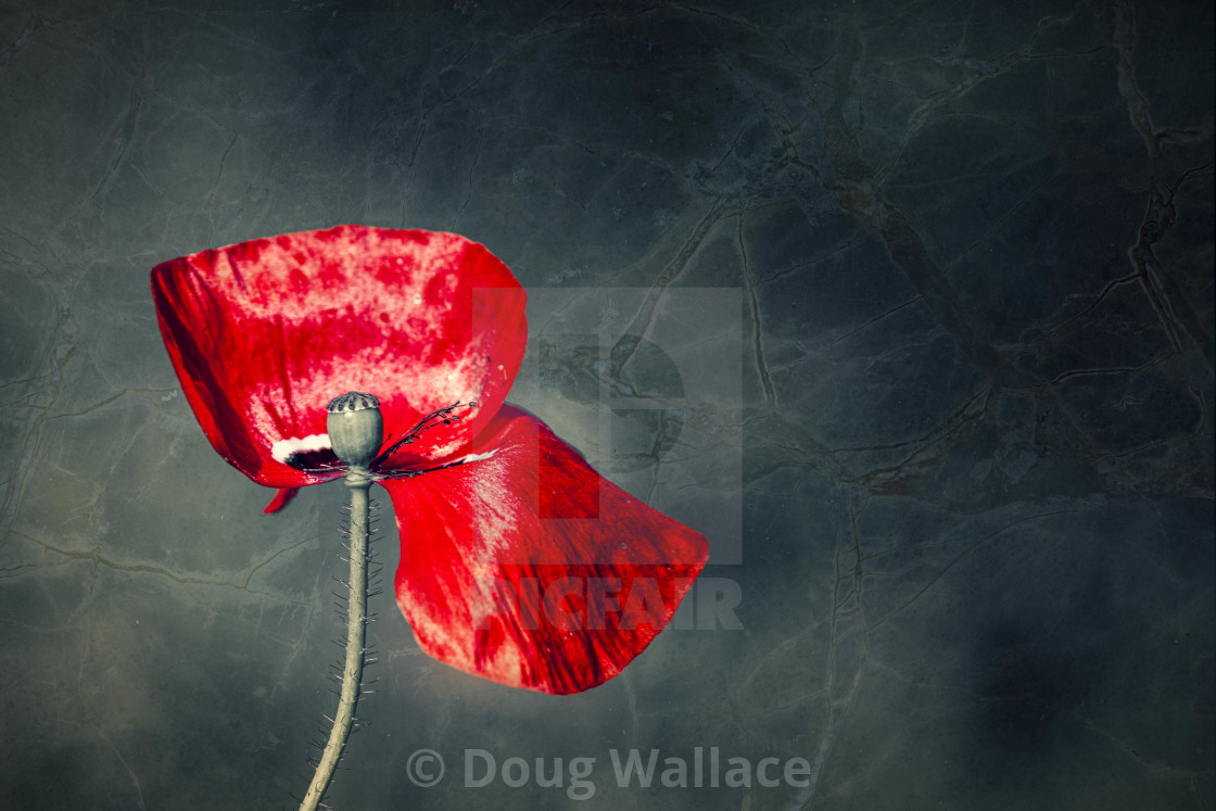 "A wilting Poppy, Cambridge UK." stock image