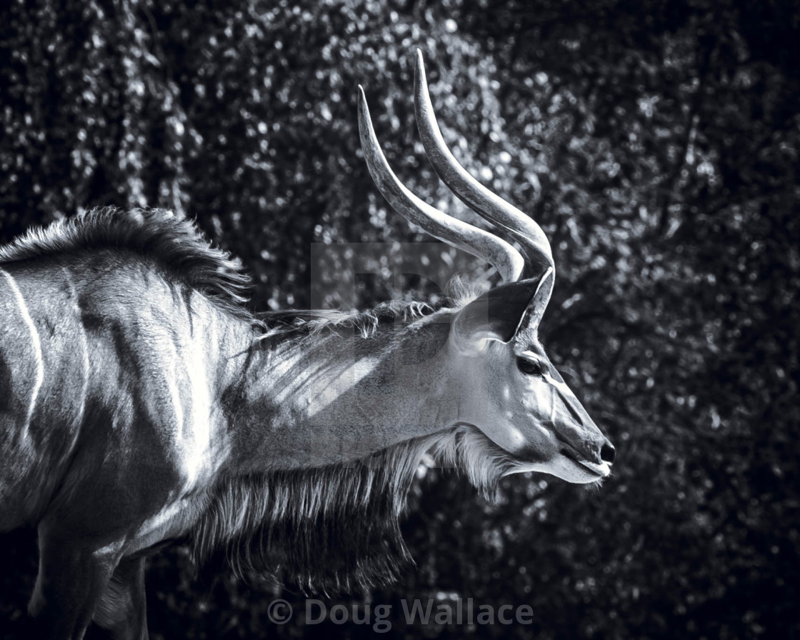 "Greater Kudu from Colchester Zoo, UK." stock image