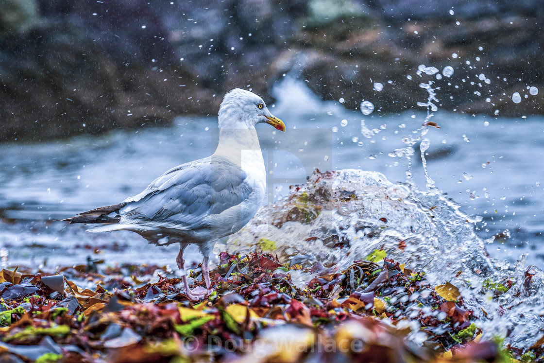 "Seagull from Cawsand Bay, Cornwall UK." stock image