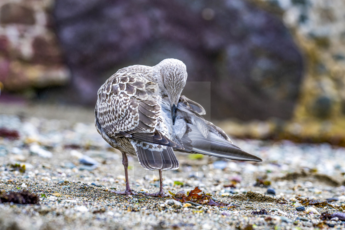 "Seagull from Cawsand Beach, Cornwall UK." stock image