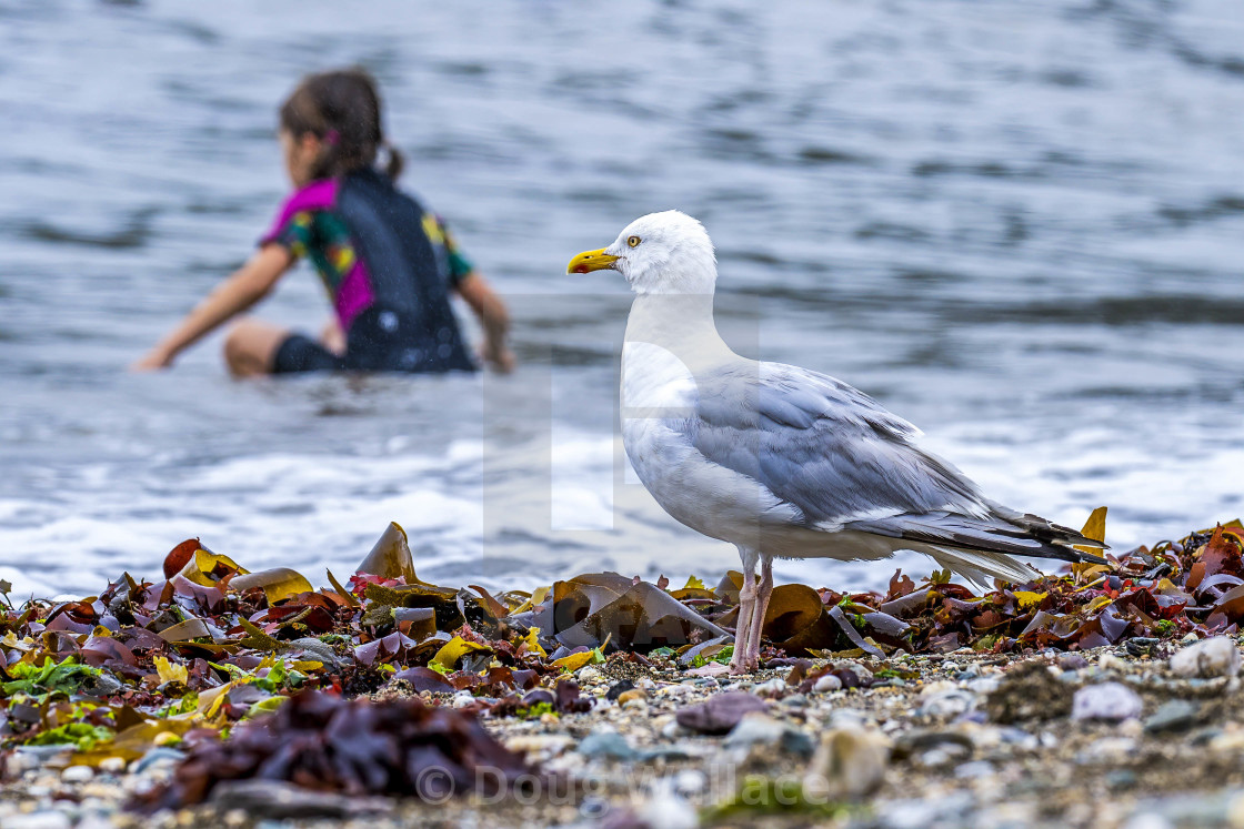 "Seagull from Cawsand Beach, Cornwall UK." stock image