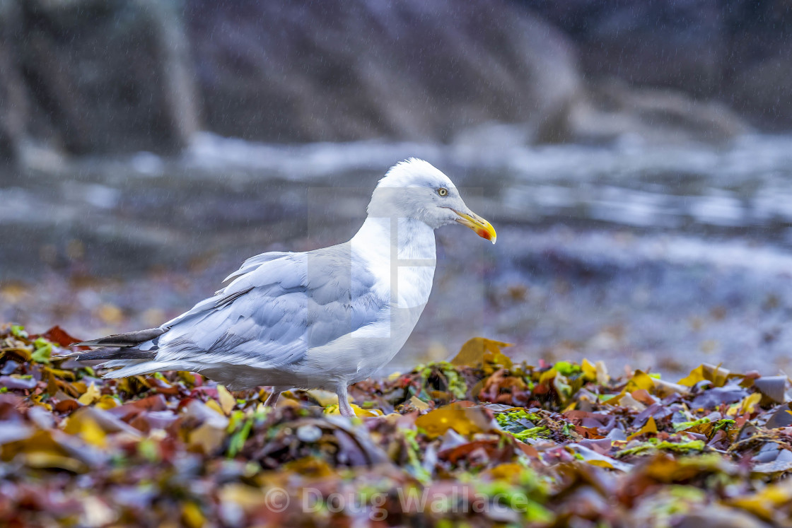 "Seagull from Cawsand Beach, Cornwall UK." stock image