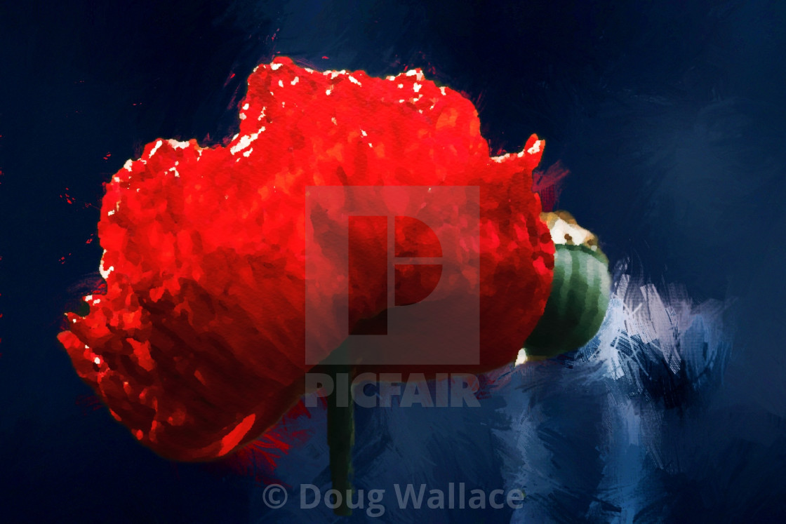 "Red Poppy in Watercolour, Cambridge UK." stock image