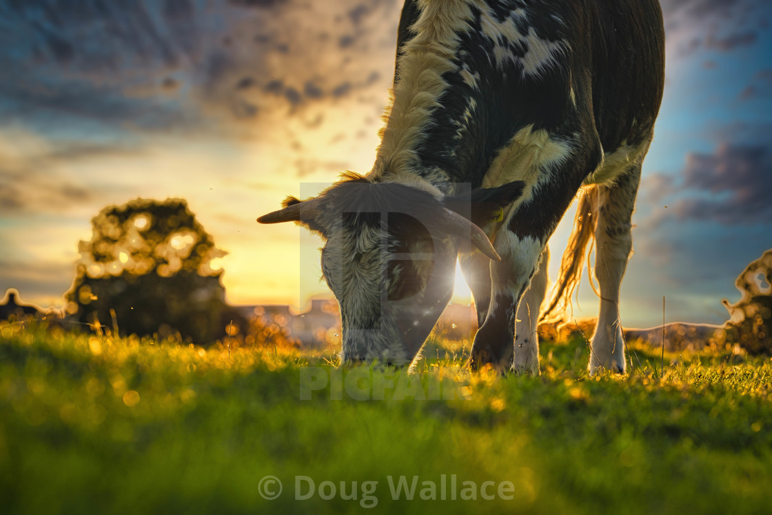 "Sunset on Coldhams Common, Cambridge UK." stock image