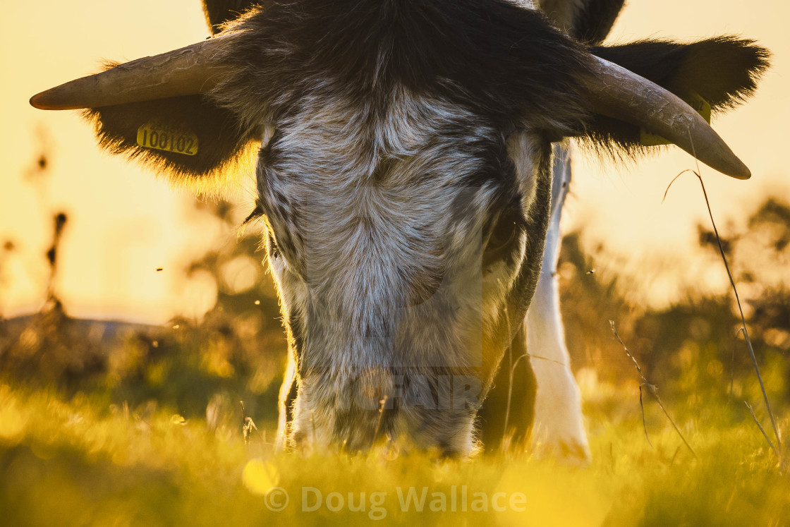 "Cow grazing on Coldhams Common, Cambridge UK." stock image