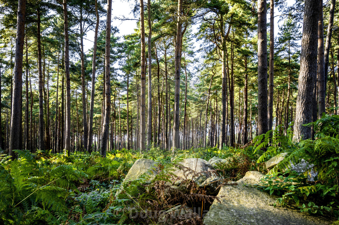 "Sunset on Thetford Forest, High Lodge, Thetford UK." stock image