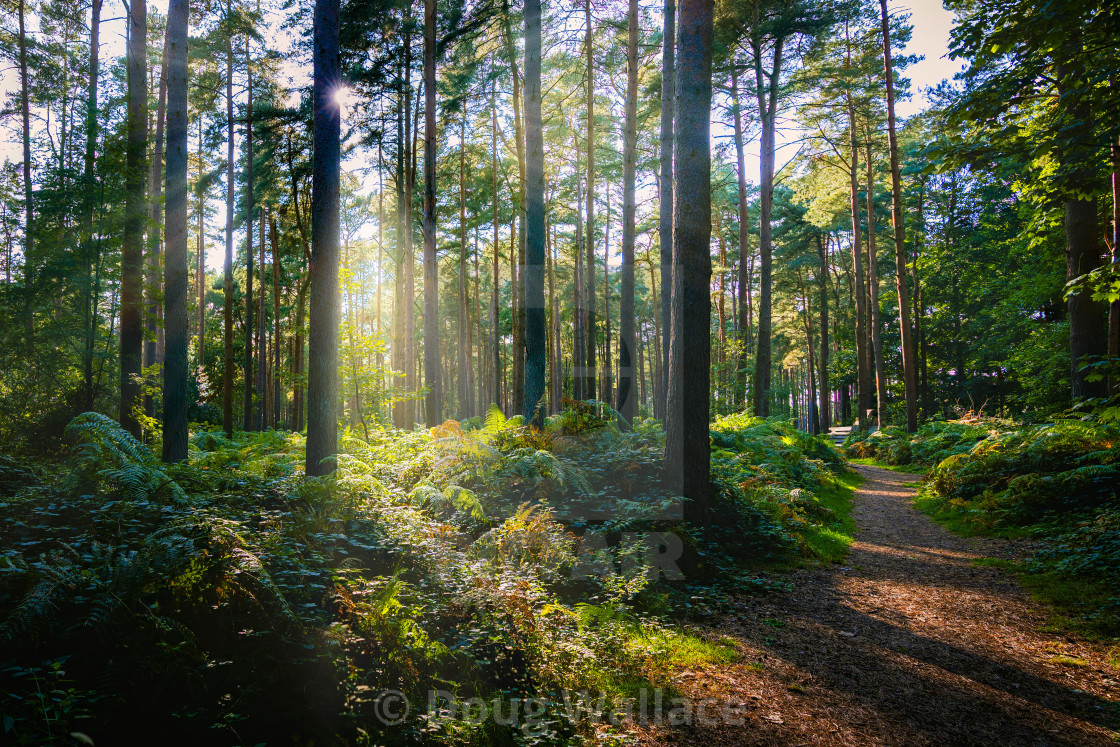 "Golden Hour from Thetford Forest, High Lodge, Thetford." stock image