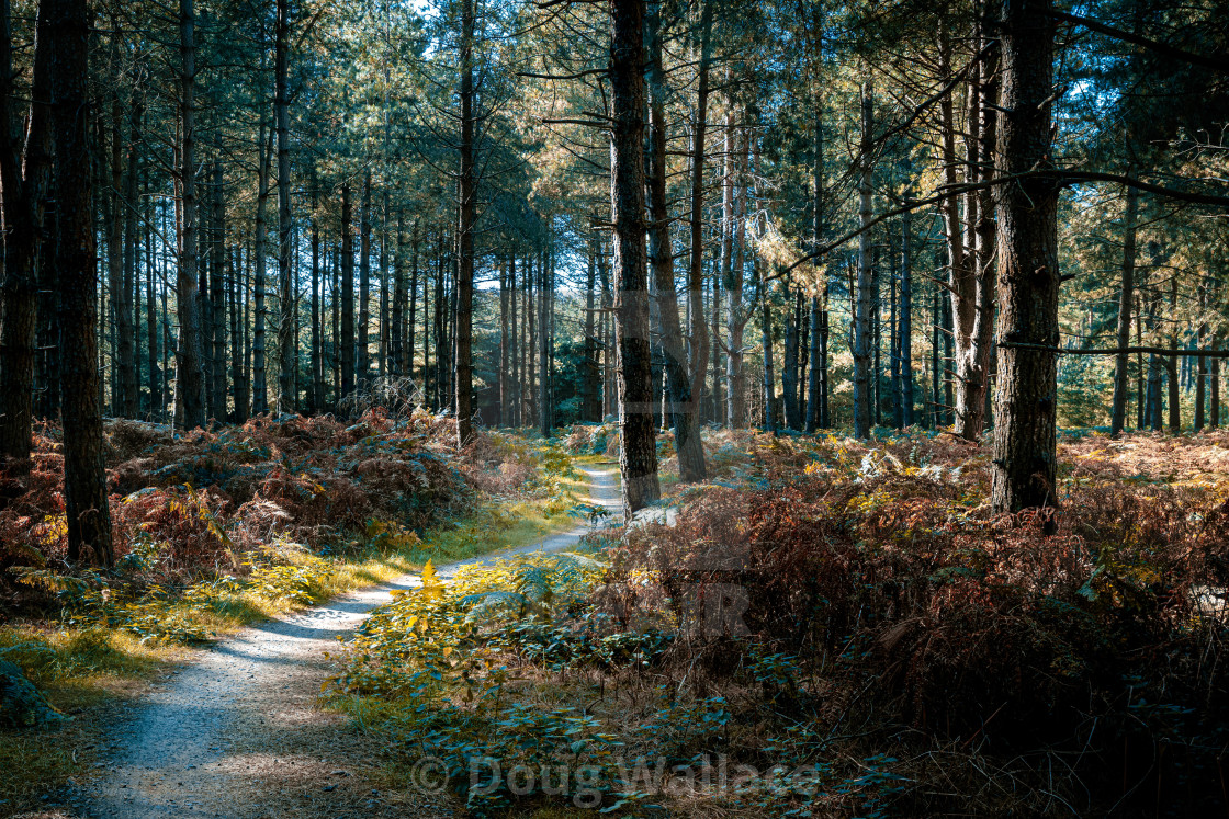 "Thetford Forest, High Lodge, Thetford UK." stock image