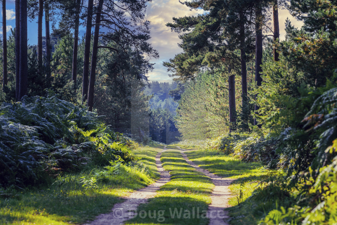 "Thetford Forest, High Lodge, Thetford UK." stock image