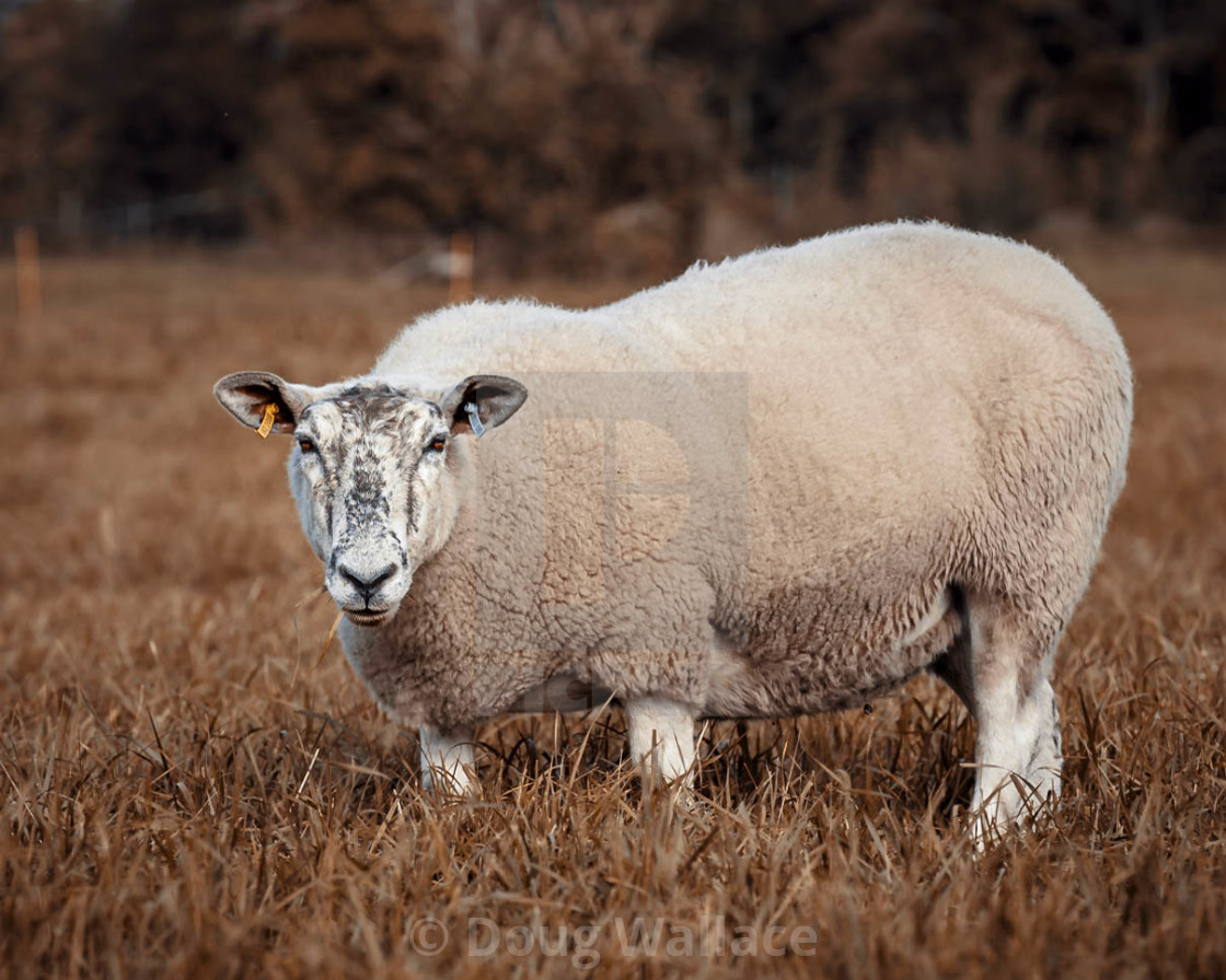 "Sheep from Fen Ditton, Cambridge UK." stock image