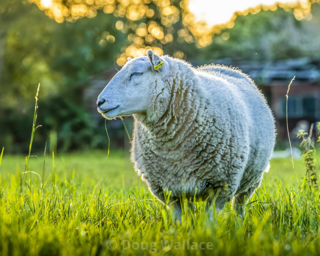 "Sheep from Fen Ditton, Cambridge UK." stock image