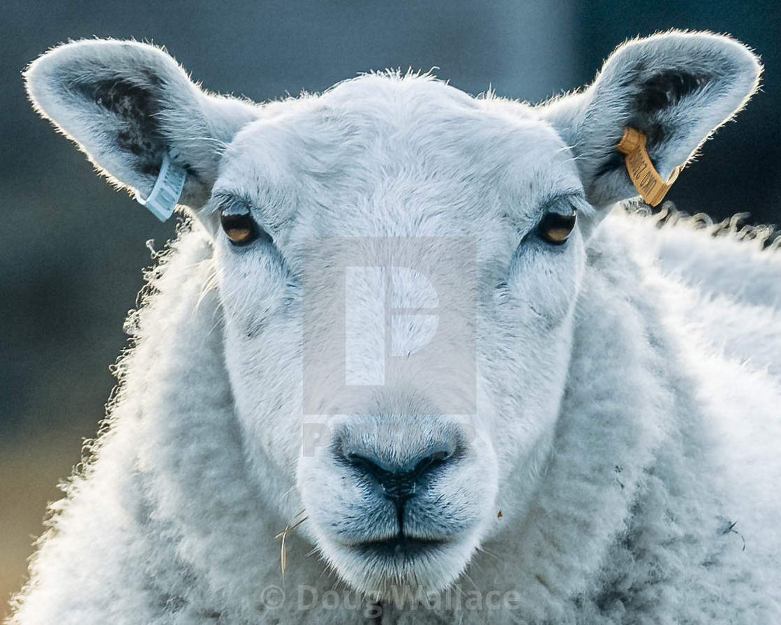 "Sheep from Fen Ditton, Cambridge UK." stock image