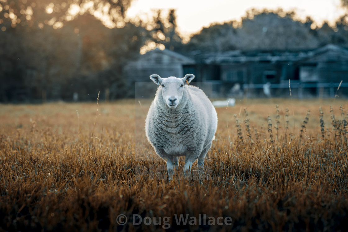 "Sheep from Fen Ditton, Cambridge UK." stock image