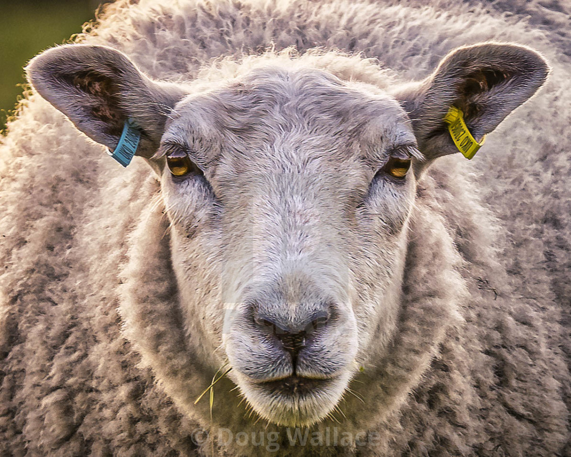 "Sheep from Fen Ditton, Cambridge UK." stock image