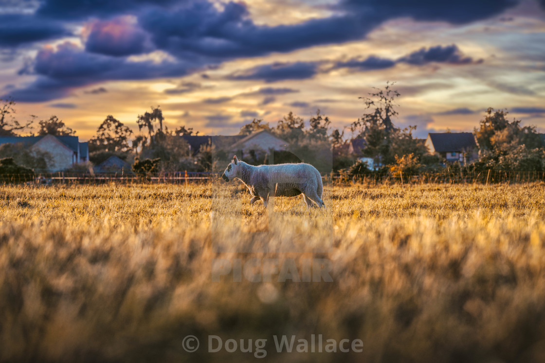 "Sheep from Fen Ditton, Cambridge UK." stock image