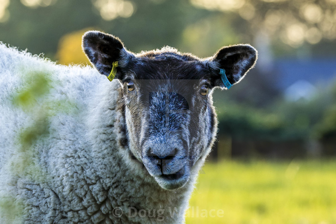 "Sheep from Fen Ditton, Cambridge UK." stock image