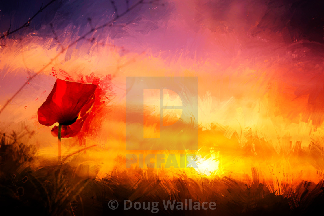 "Fen Ditton Poppy in watercolour, Cambridge UK." stock image