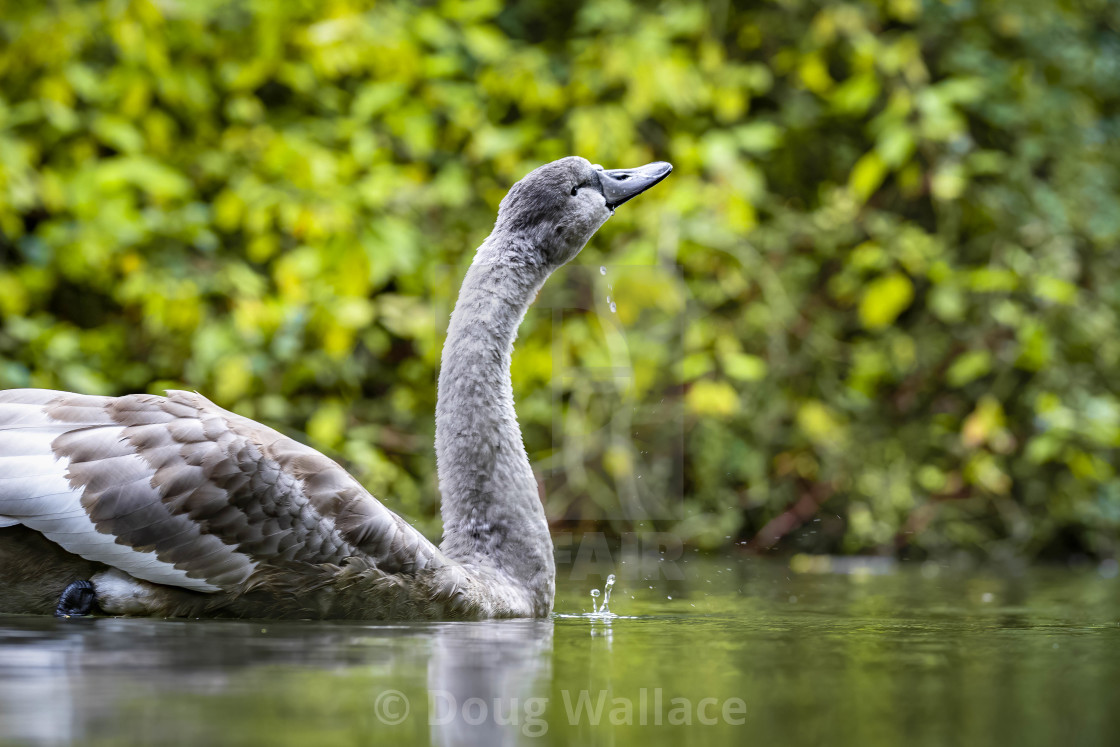 "Cygnet from Cherry Hinton Hall, Cambridge UK." stock image