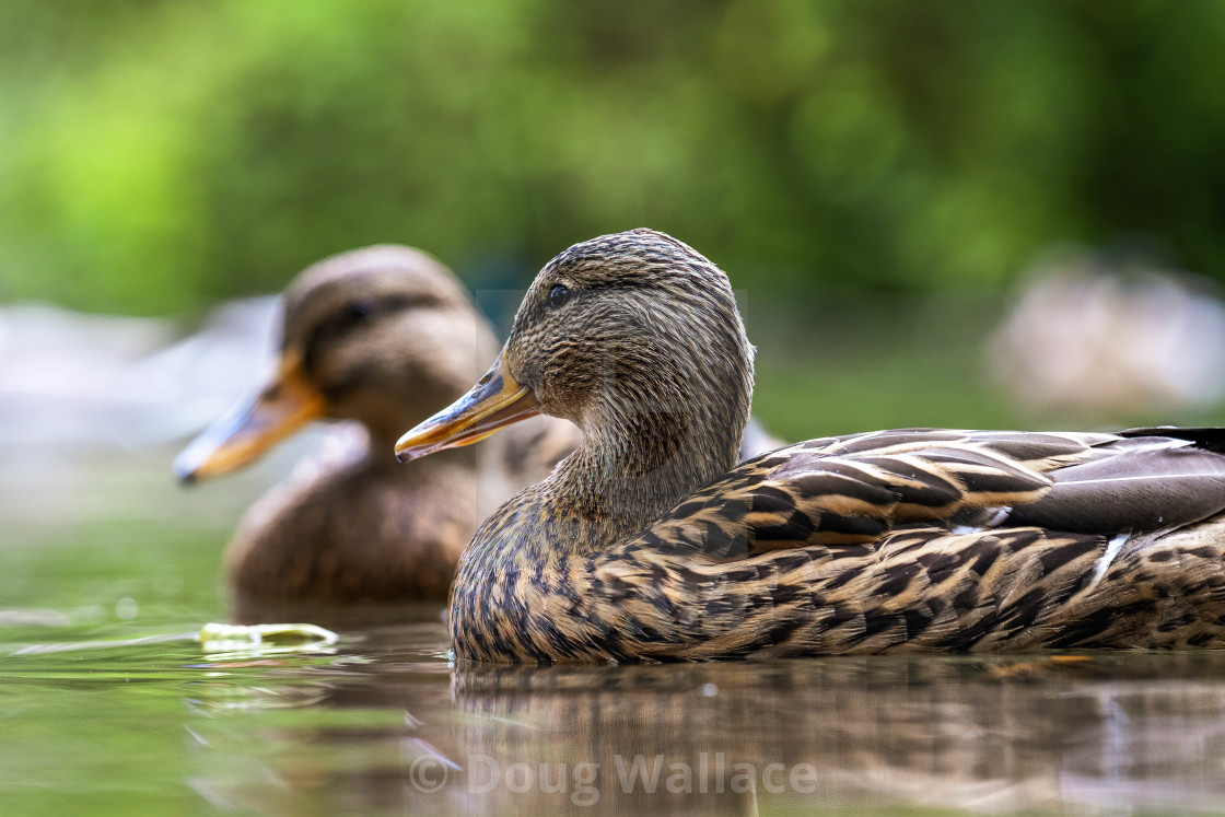 "Mallard from Cherry Hinton Hall, Cambridge UK." stock image