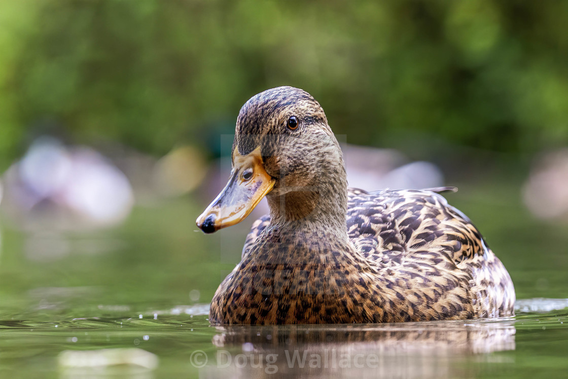 "Mallard from Cherry Hinton Hall, Cambridge UK." stock image