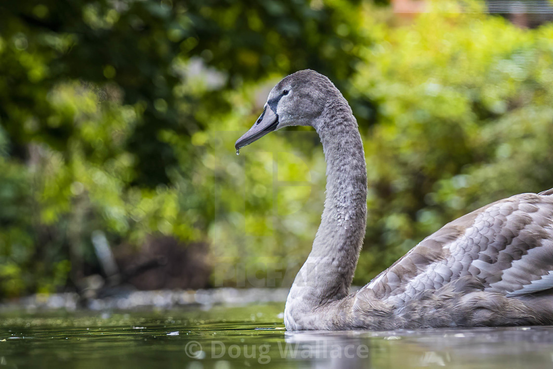 "Cygnet from Cherry Hinton Hall pond, Cambridge UK." stock image