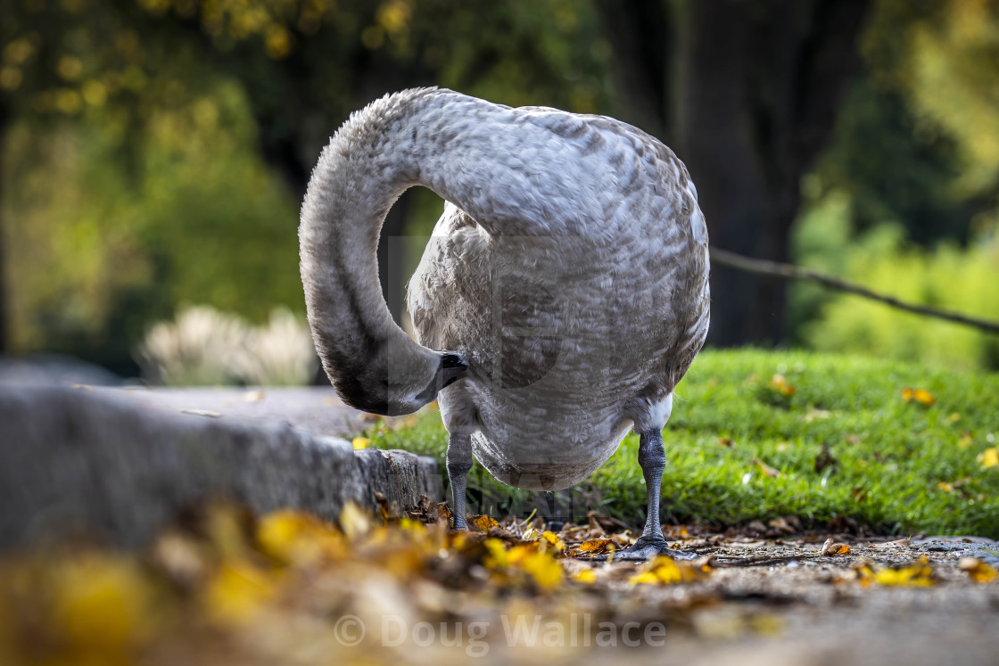 "A Cygnet from the banks of the River Cam, Cambridge UK." stock image