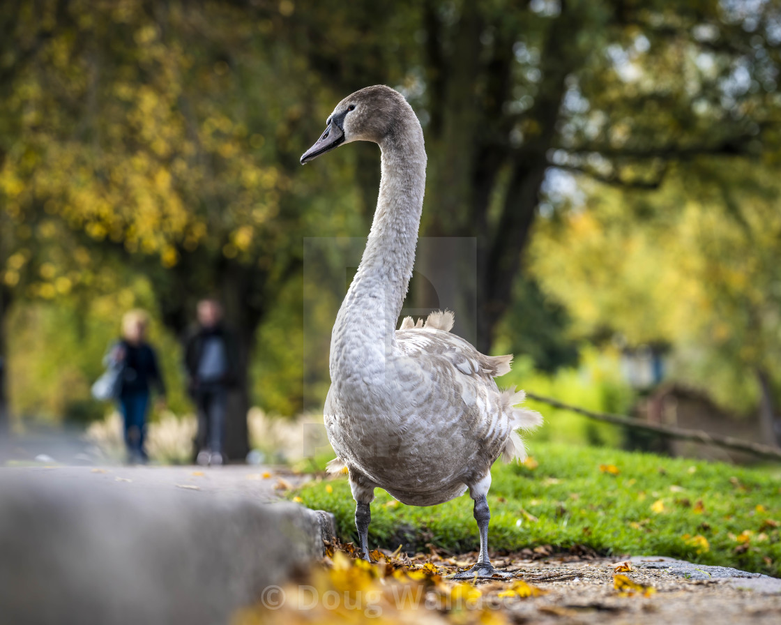 "Cygnet on the bank of The River Cam, Cambridge UK." stock image