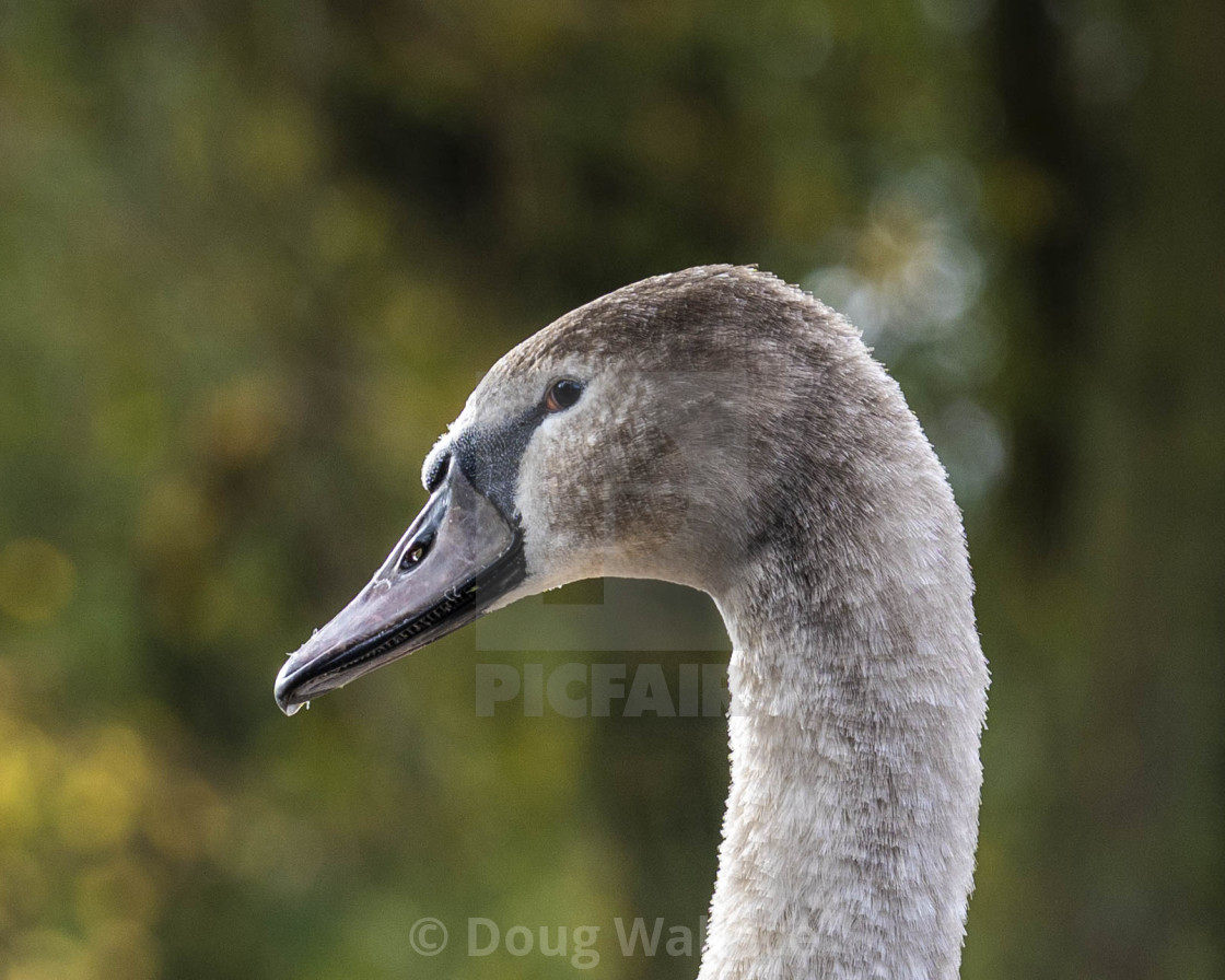 "A Cygnet Portrait from the banks of the River Cam, Cambridge UK." stock image