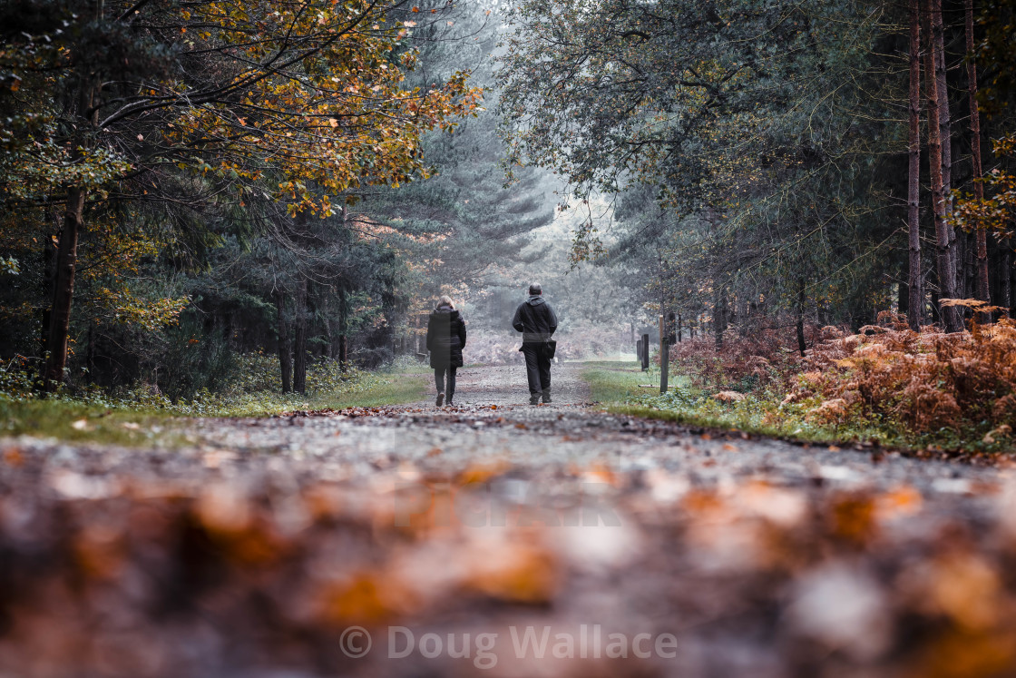 "A misty Autumn morning walk from High Lodge, Thetford Forest, Brandon UK." stock image