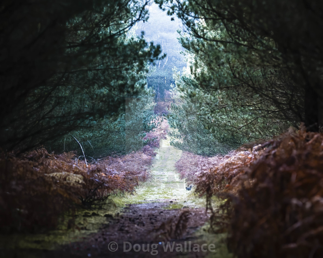 "High Lodge, Thetford Forest, Brandon UK." stock image