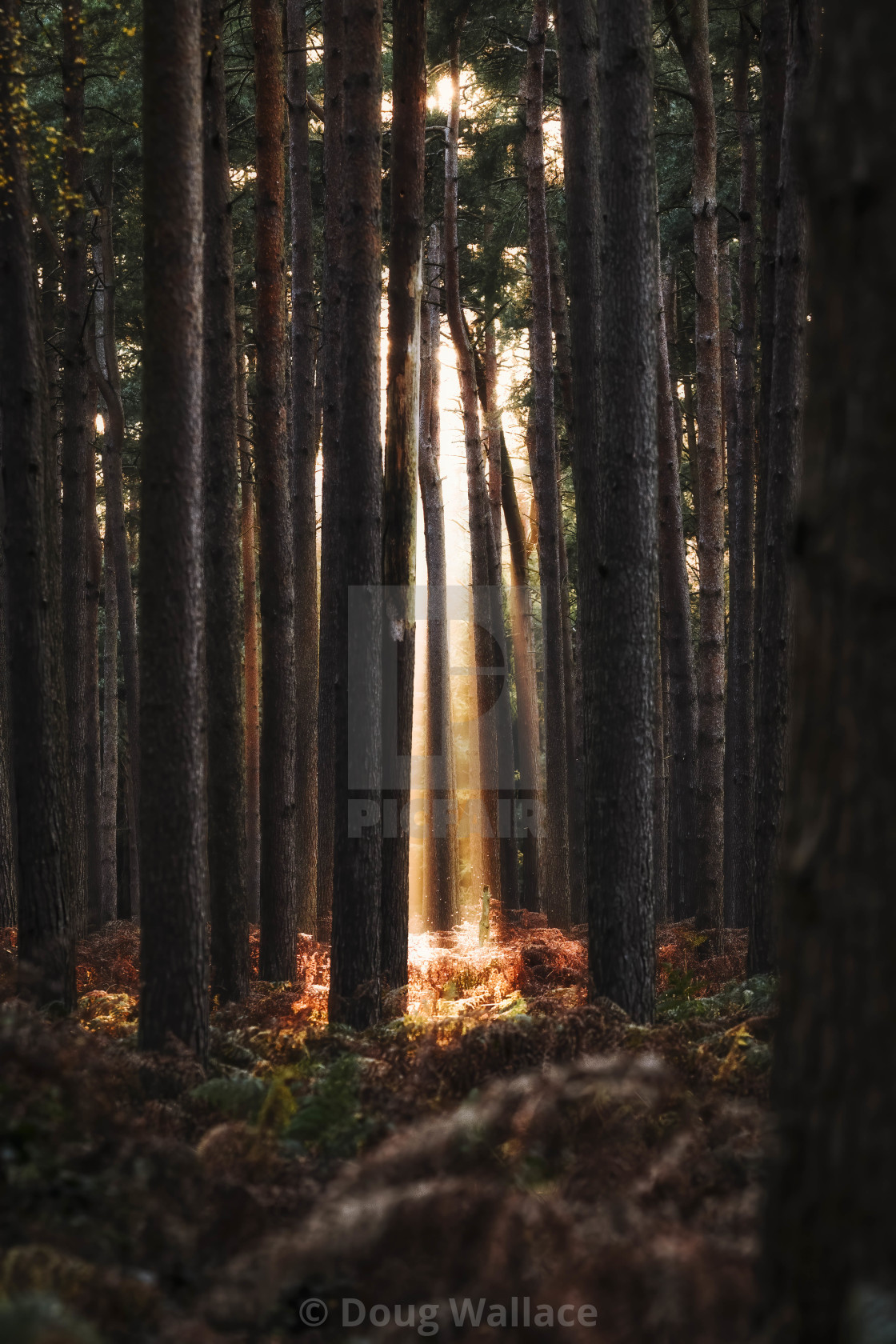 "Golden hour from High Lodge, Thetford Forest, Brandon UK." stock image