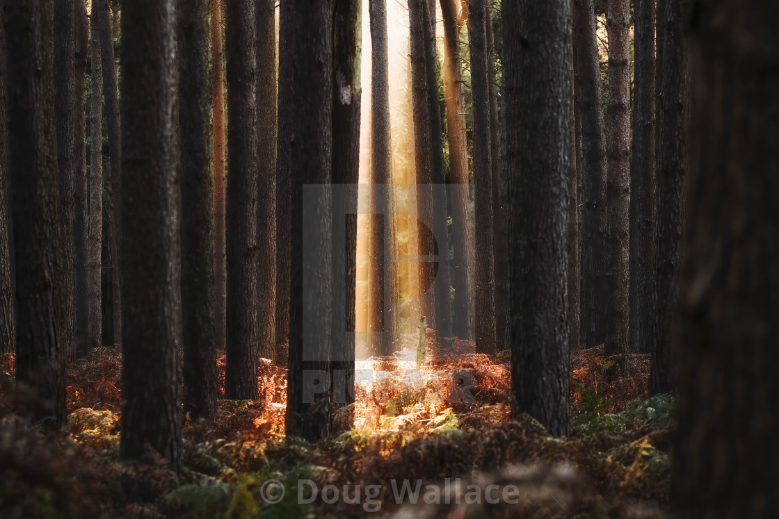 "Golden Hour from High Lodge, Thetford Forest, Brandon UK." stock image