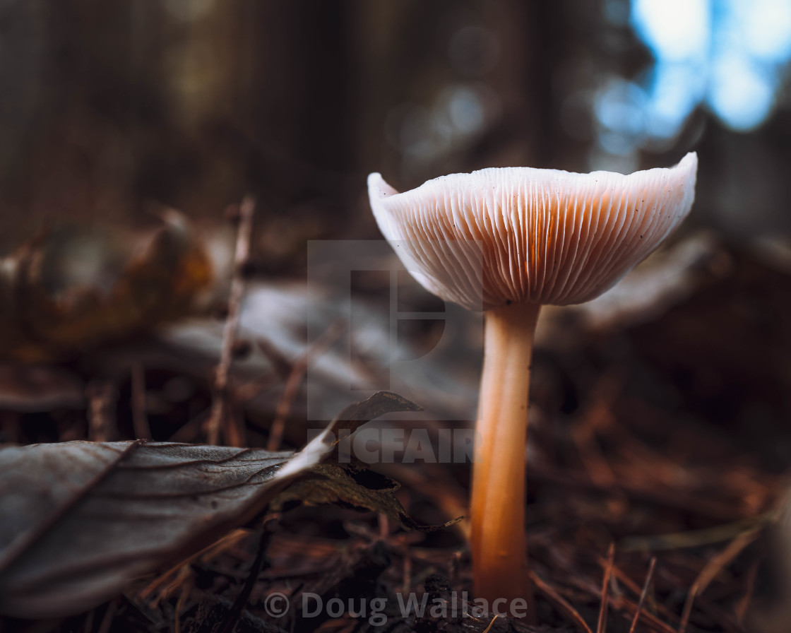 "Mushroom in Sunset. High Lodge, Thetford Forest, Brandon UK." stock image