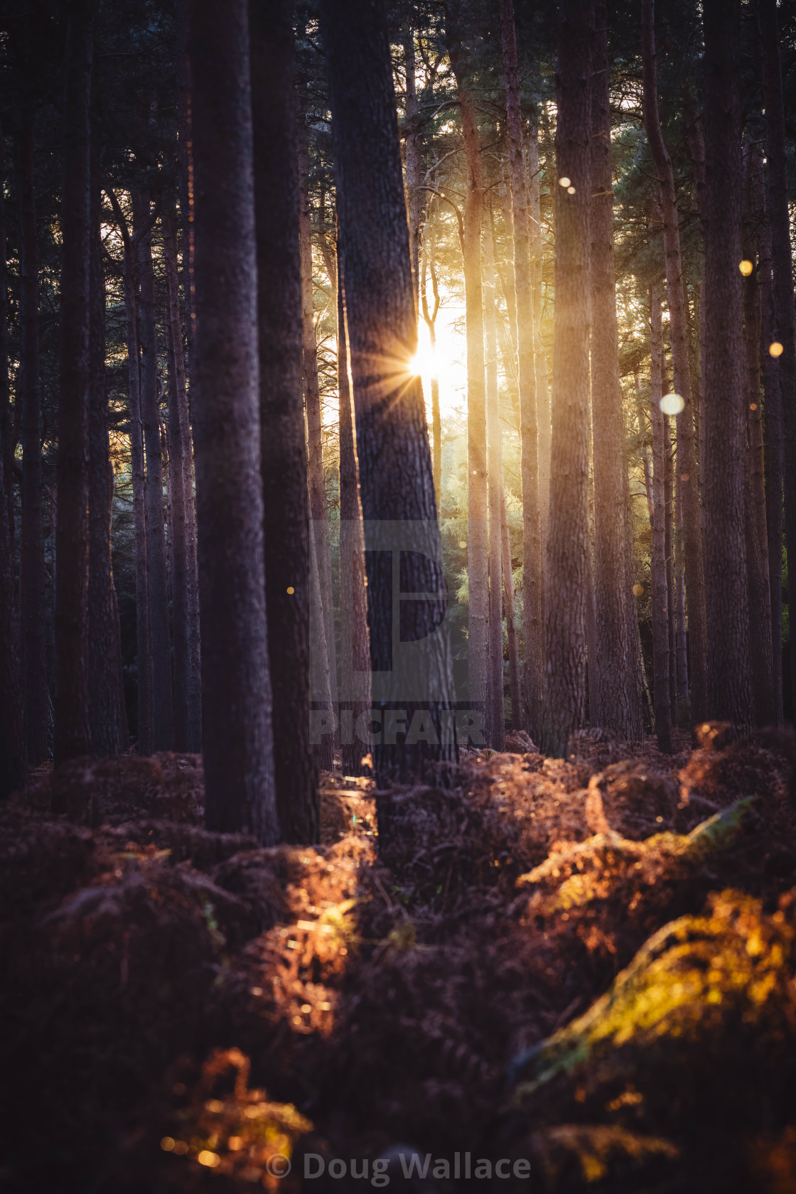 "Golden hour Sunset from High Lodge, Thetford Forest, Brandon UK." stock image