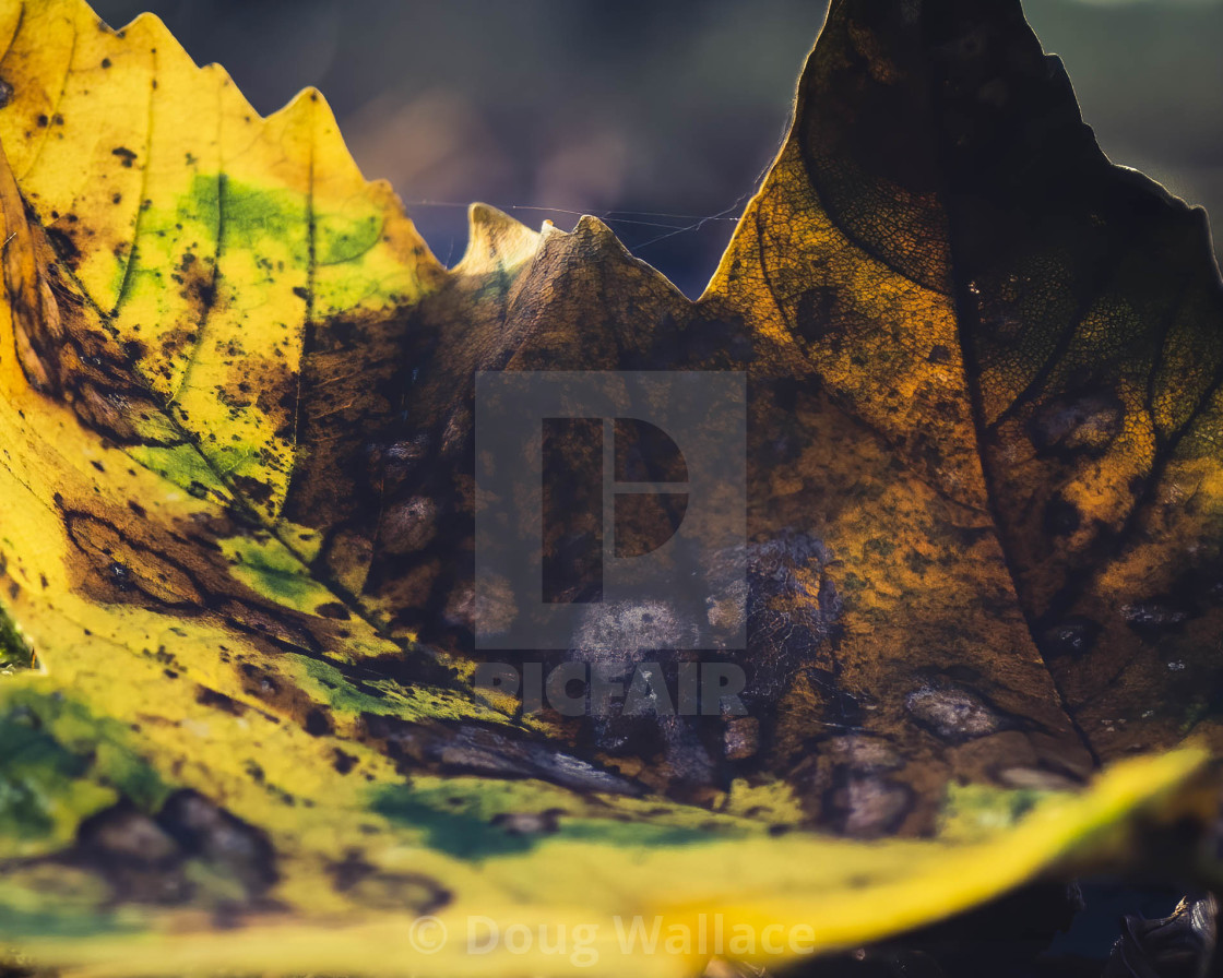 "Autumn Leaf from Thetford Forest, High Lodge,, Brandon UK." stock image