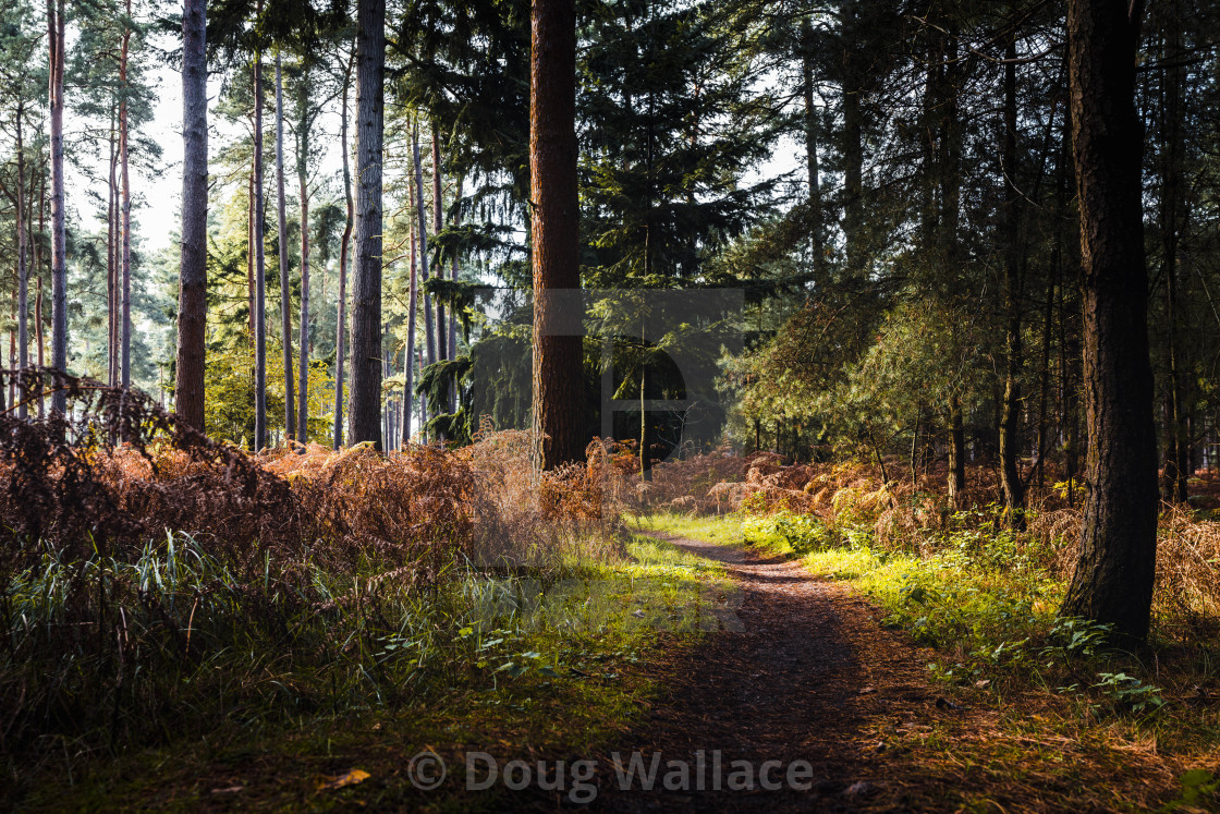 "Sunset from Thetford Forest, High Lodge, Brandon, UK." stock image