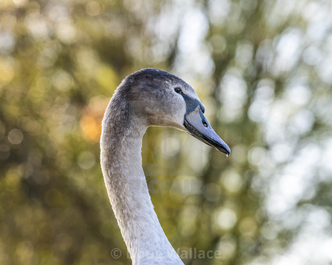 "Cygnet from the banks of The River Cam." stock image