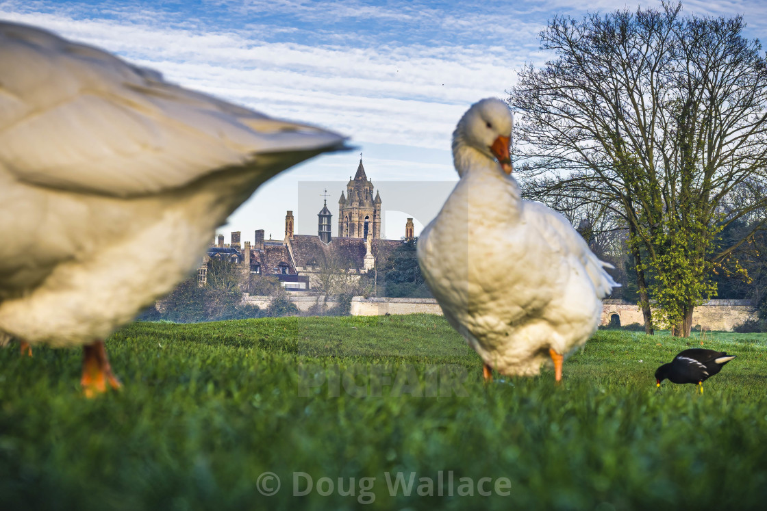 "Geese from Fen Causeway, Cambridge UK." stock image