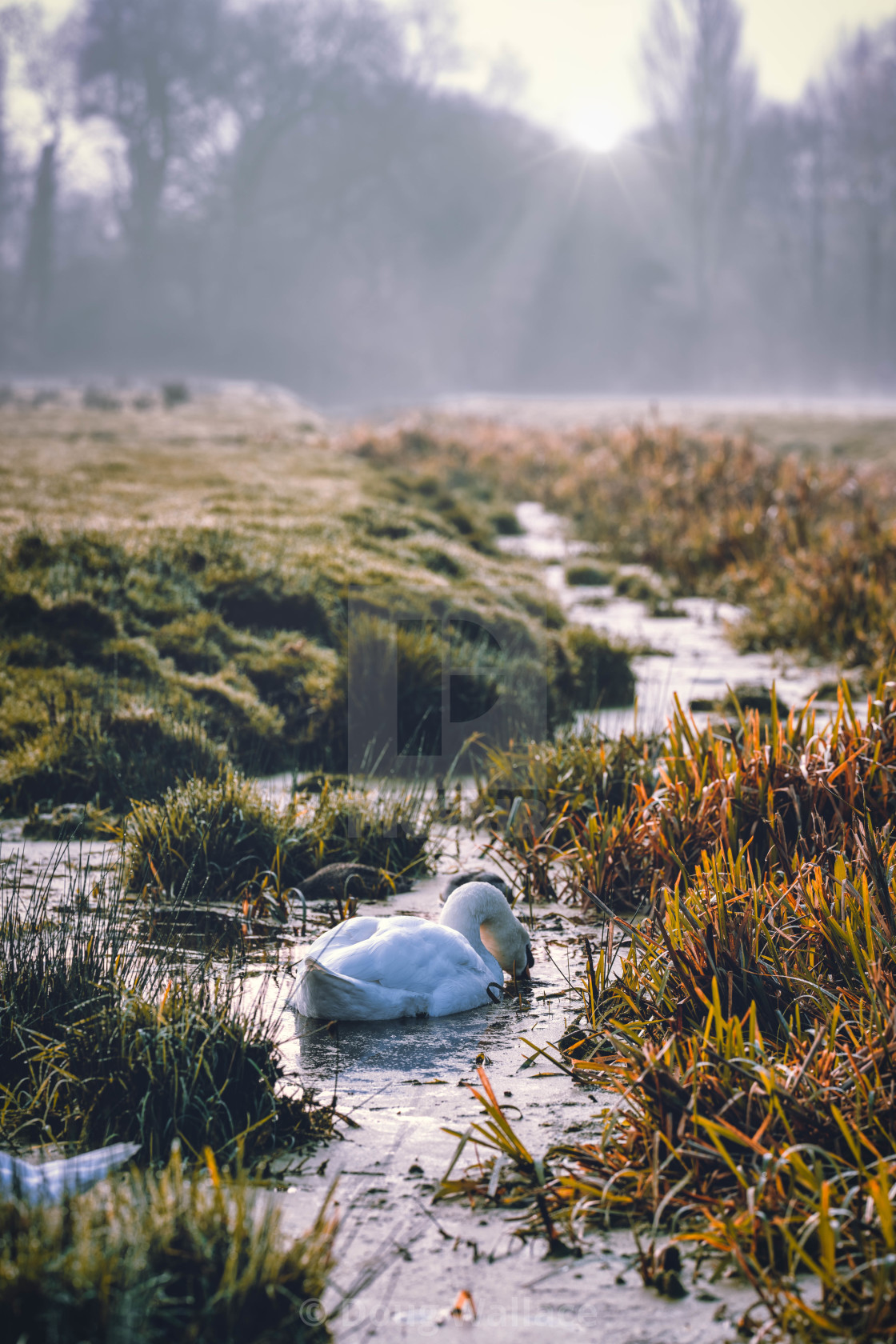 "Foggy Sunrise on Fen Causeway, Cambridge UK." stock image