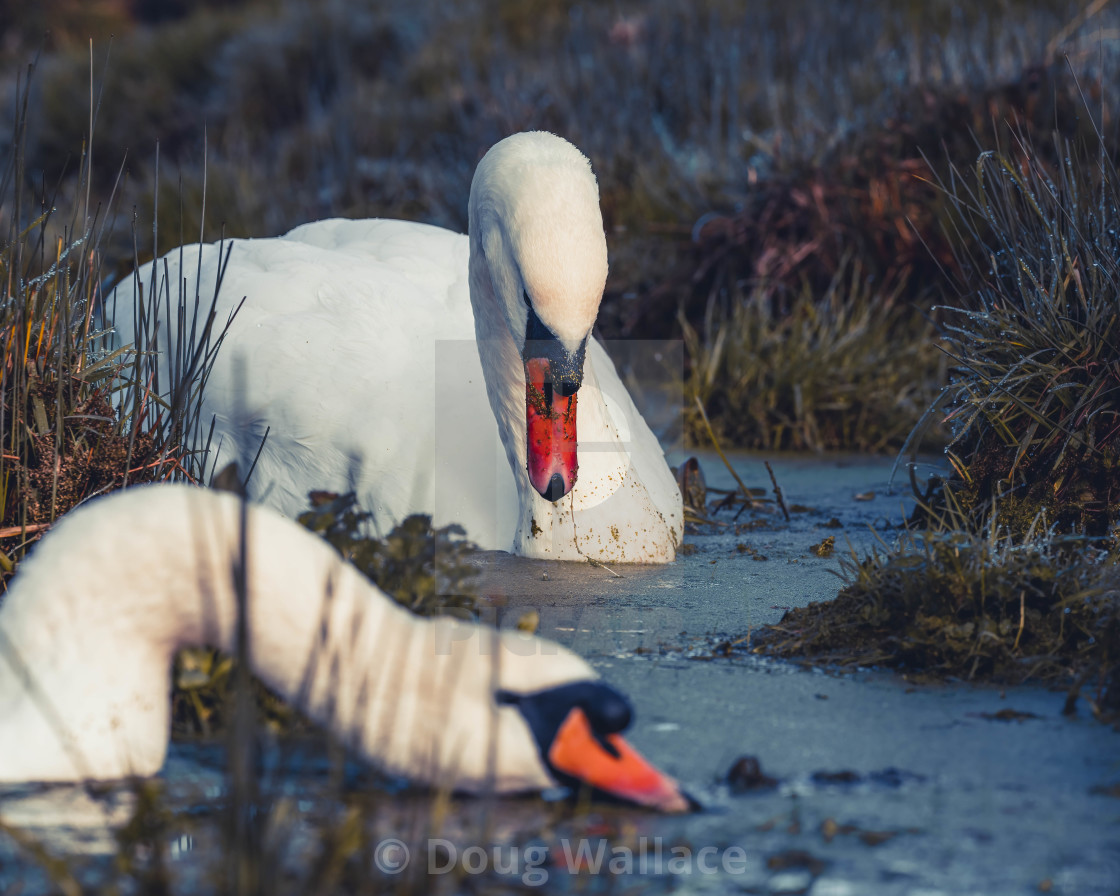 "Swans from Fen Causeway, Cambridge UK." stock image