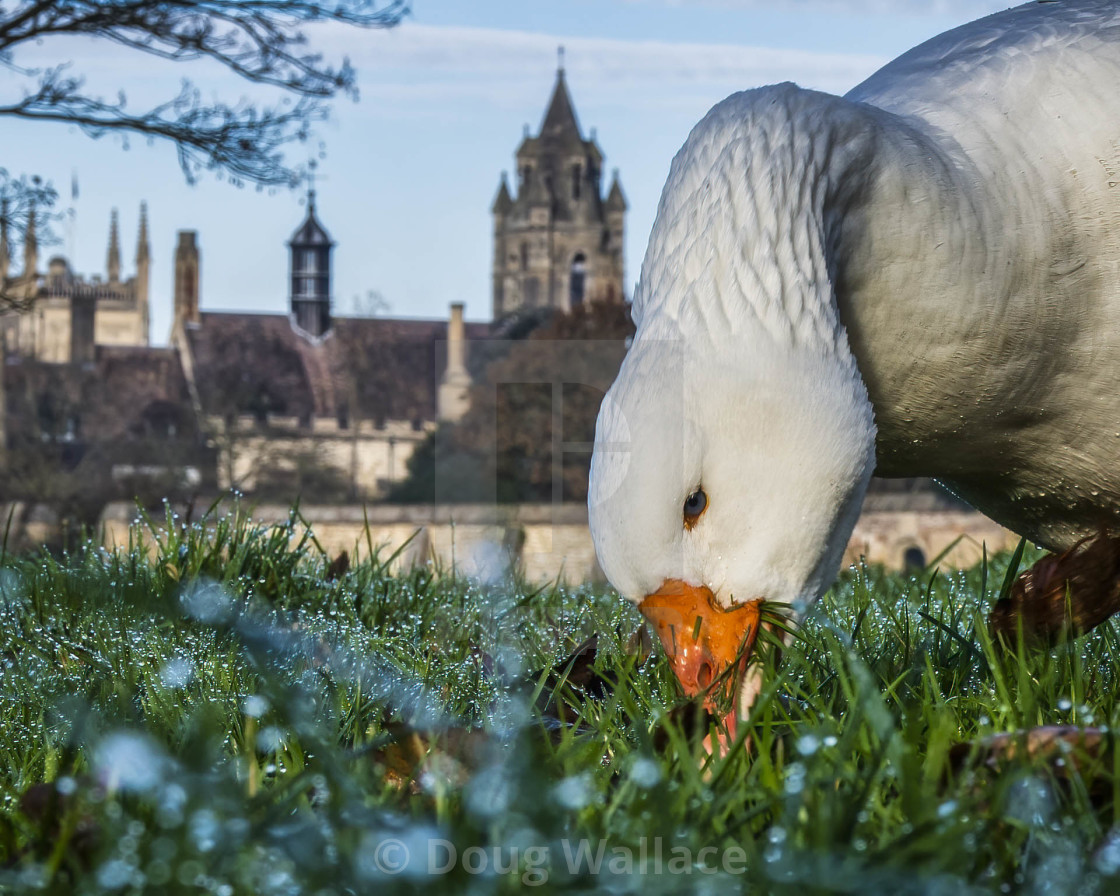 "Geese grazing from Cam Causeway, Cambridge UK." stock image